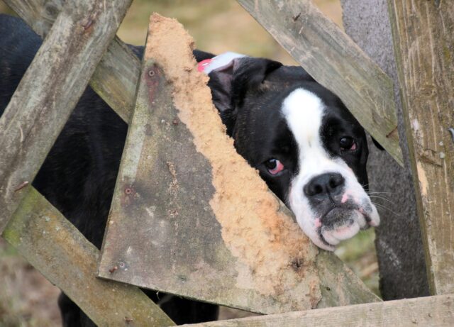 Missouri: i pompieri salvano un cane rimasto incastrato con la testa in un tubo