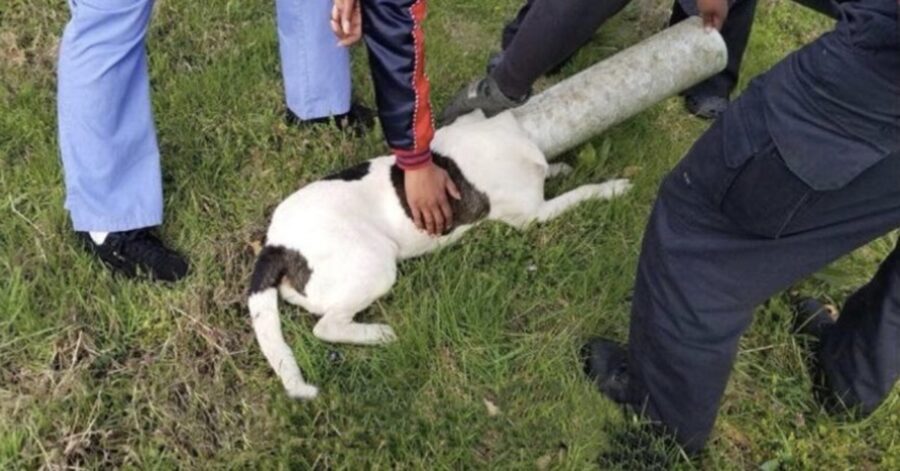 cane intrappolato viene salvato