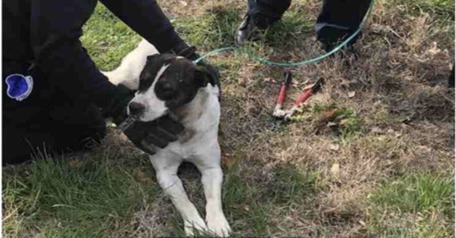 cane incastrato dopo esser stato salvato