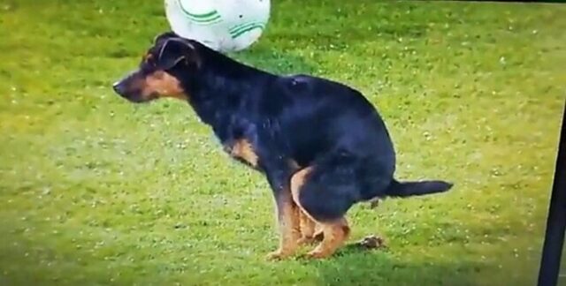 Cagnolino fa irruzione in un campo da calcio e interrompe la partita per fare i suoi bisogni