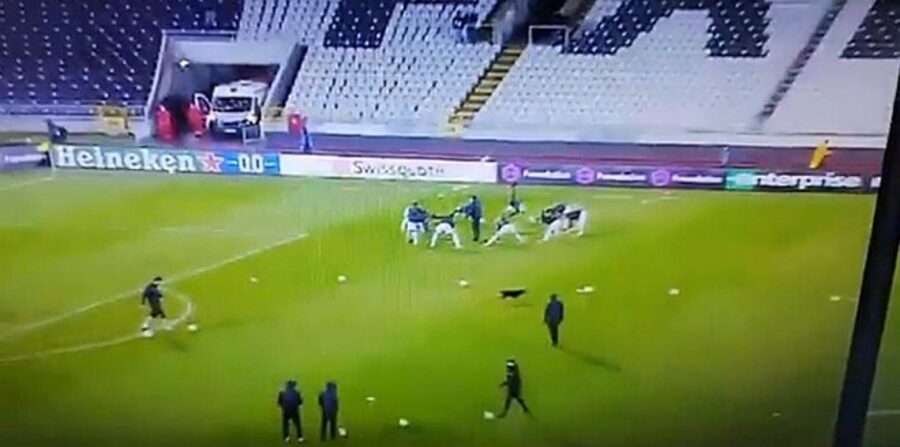 cane in campo da calcio