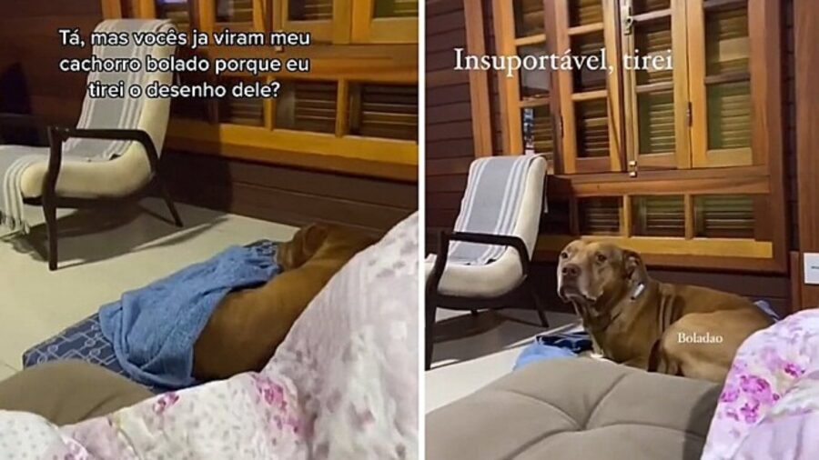cane sdraiato in salotto guarda la tv