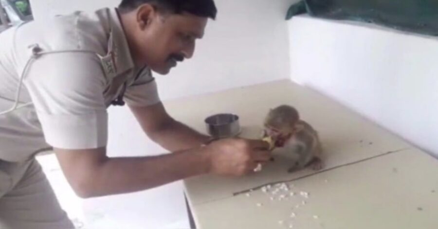 poliziotto alimenta scimmia