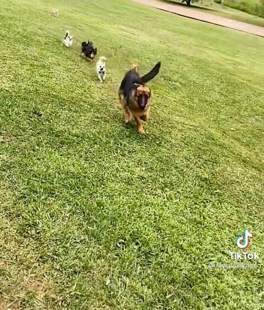 cane inseguito da cagnolini