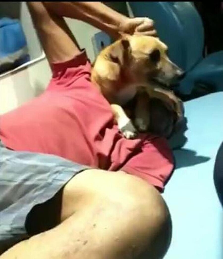 cane consola padrone in ambulanza