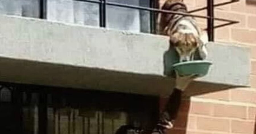 vicino da da mangiare a un cane lasciato sul terrazzo