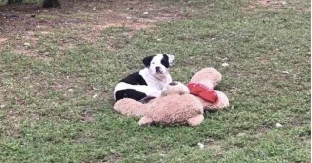 Un cane randagio abbraccia sull’erba l’unico suo amico: un enorme orsacchiotto di peluche