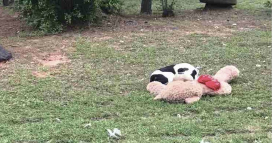 cane abbraccia un peluche sul prato