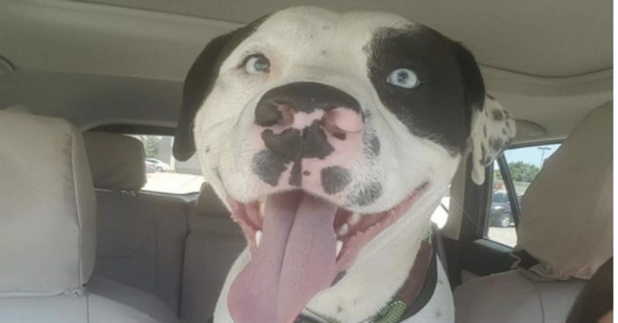 Pitbull sorride in macchina