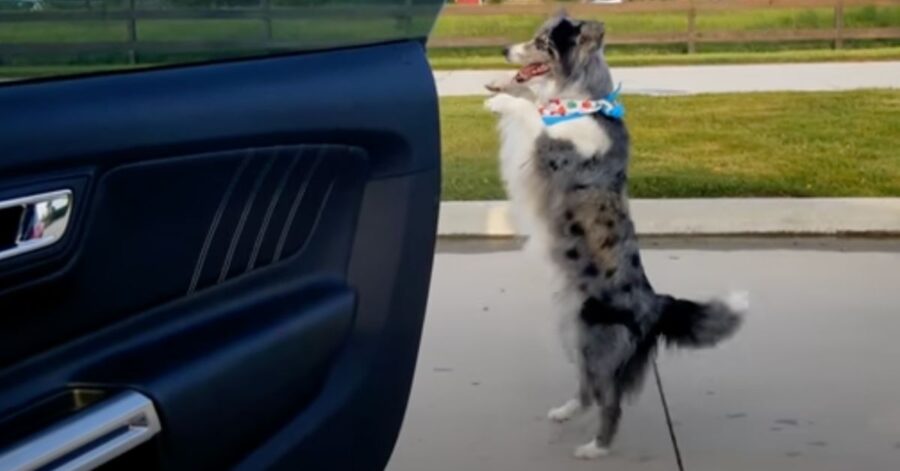 border collie che balla 