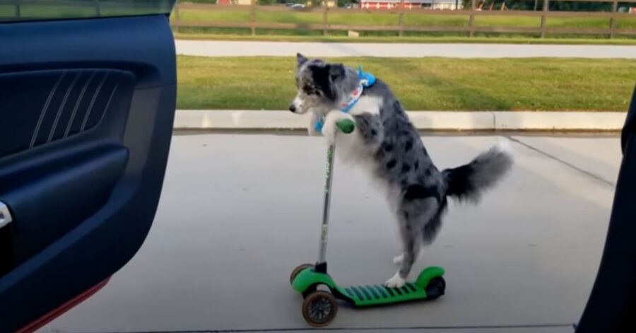 border collie balla su monopattino