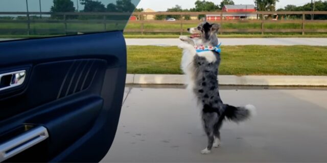 Border Collie diventa virale ballando su due zampe