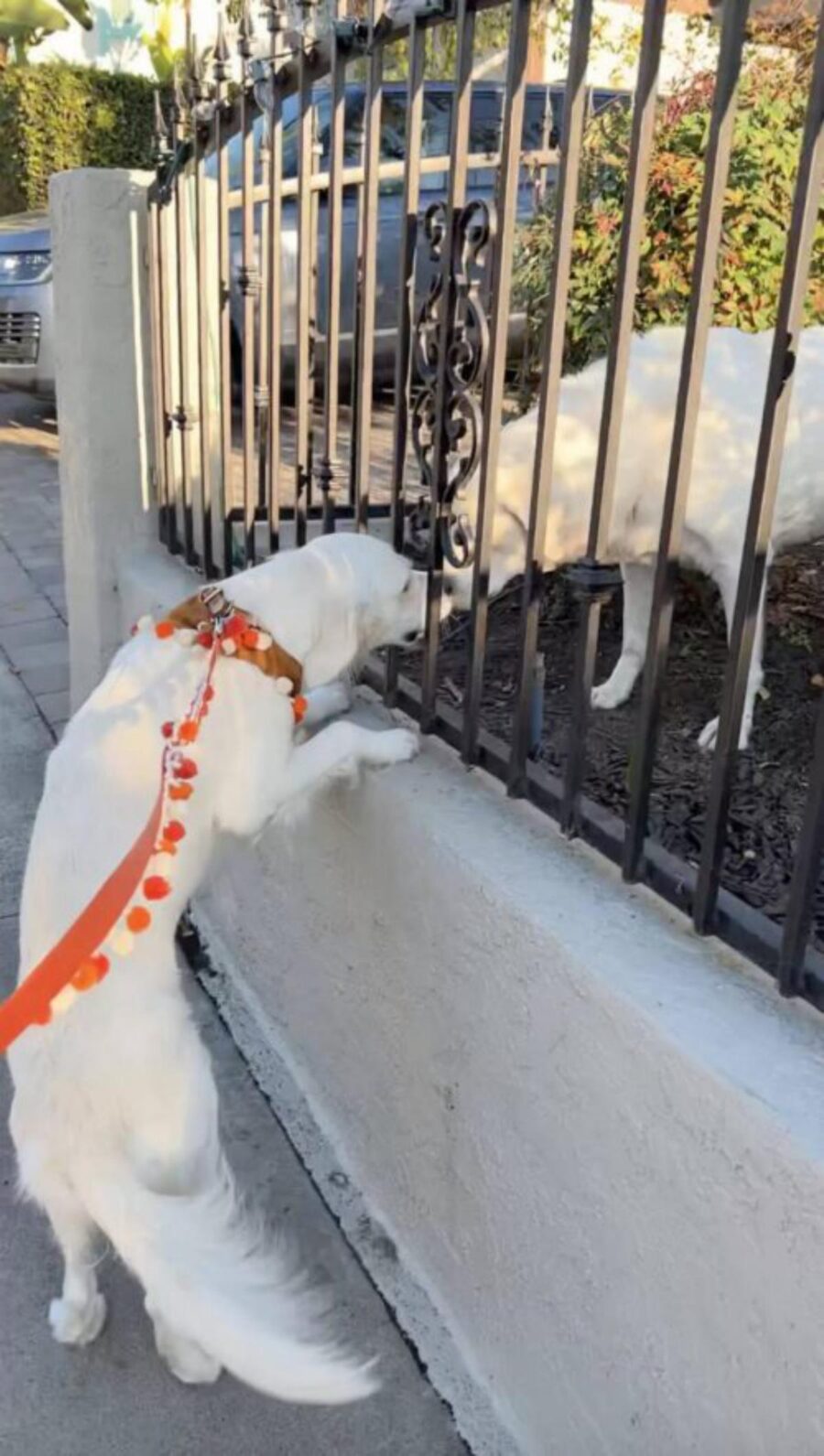 due cani bianchi dietro un cancello