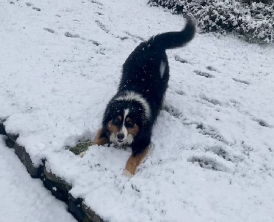 cane gioca sulla neve fresca