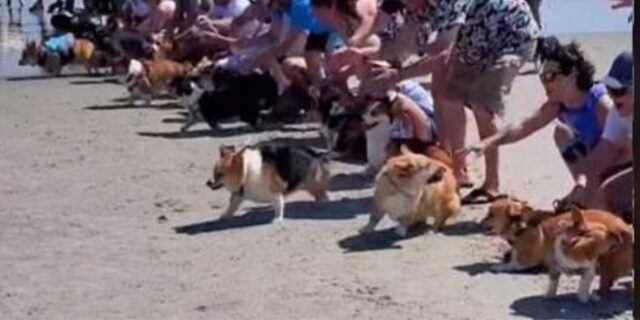 Un’enorme corsa di cani corgi diventa virale su TikTok
