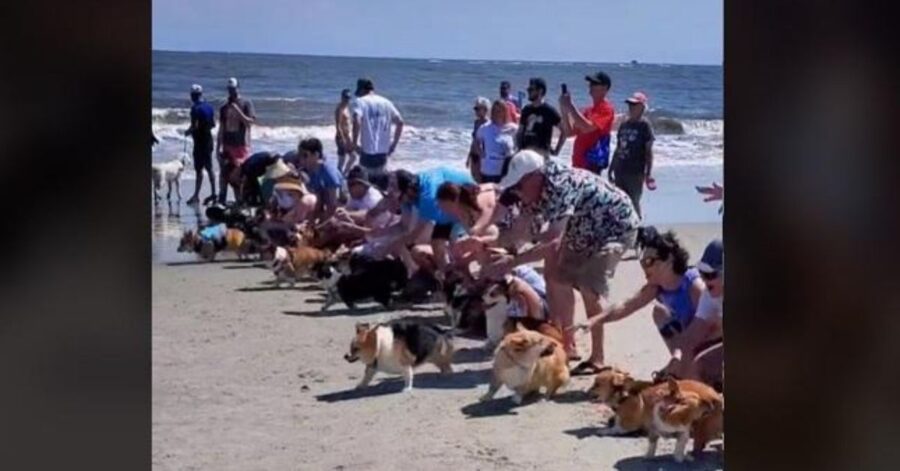 cani corgi in spiaggia