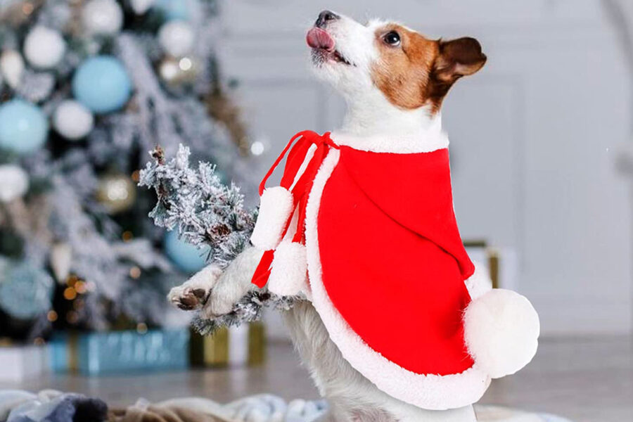mantella natalizia per cani