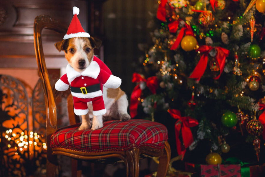 cane vestito da babbo natale sulla sedia