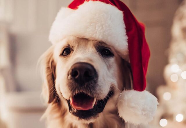 5 costumi da Babbo Natale per cani, i più belli in circolazione