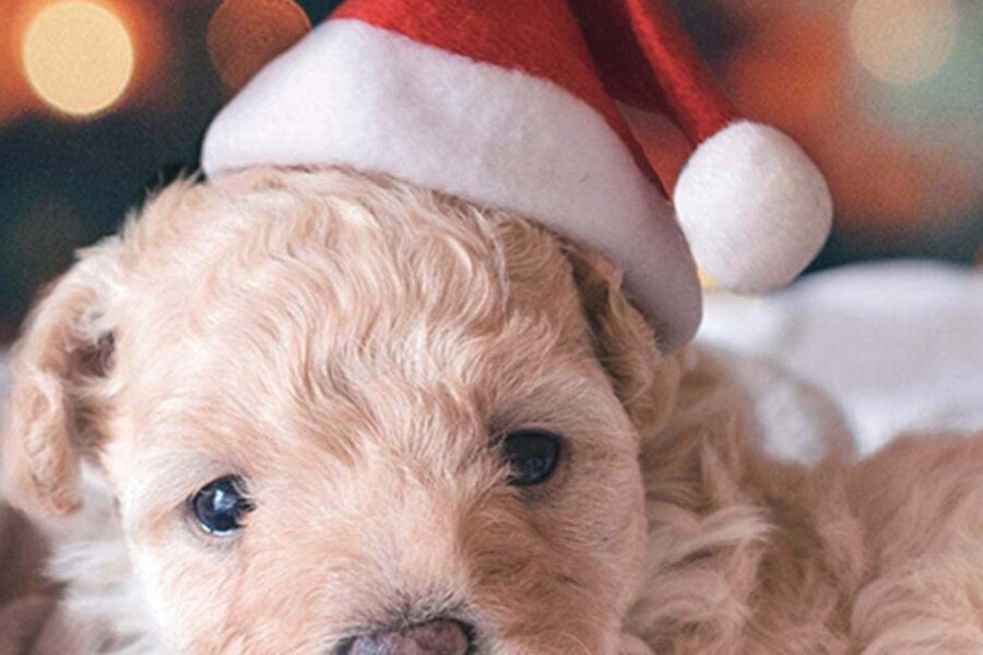 cucciolo di cane con cappello da babbo natale