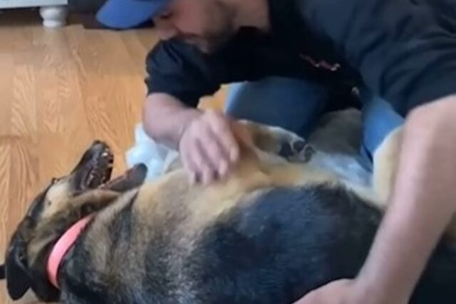 La cucciola di Pastore tedesco emette vocalismi quando il papà la coccola (VIDEO)