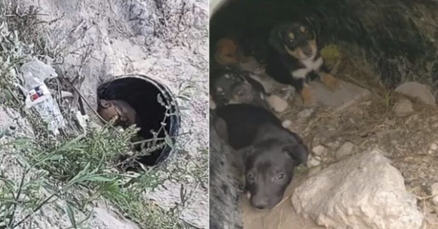 cuccioli abbandonati in un tubo