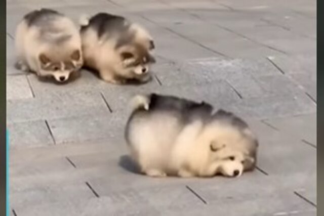 Cuccioli di Malamute inciampano su loro stessi mentre giocano (VIDEO)