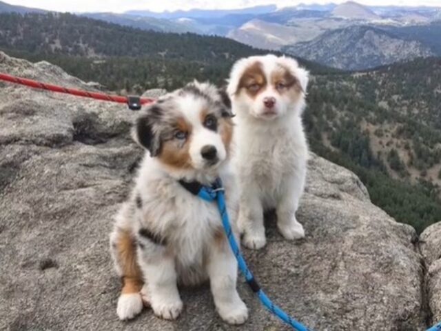 I cuccioli di cane Kal e Storm sono fratelli e hanno una splendida particolarità (VIDEO)