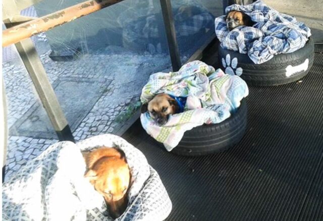 Cuccioli di cani randagi hanno un posto caldo per combattere il freddo (VIDEO)