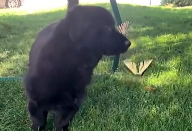 Un cucciolo Corgi si emoziona quando a lui si avvicinano delle farfalle (VIDEO)
