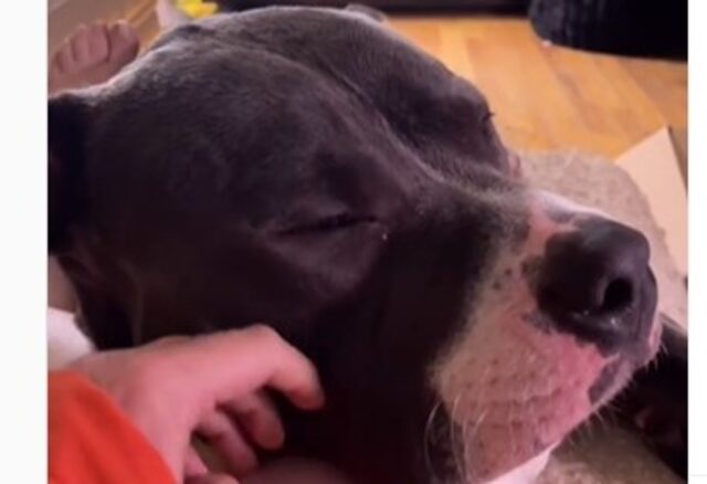 Il cucciolo di Pitbull Winston ha subito l’influenza dei suoi fratelli gatti (VIDEO)