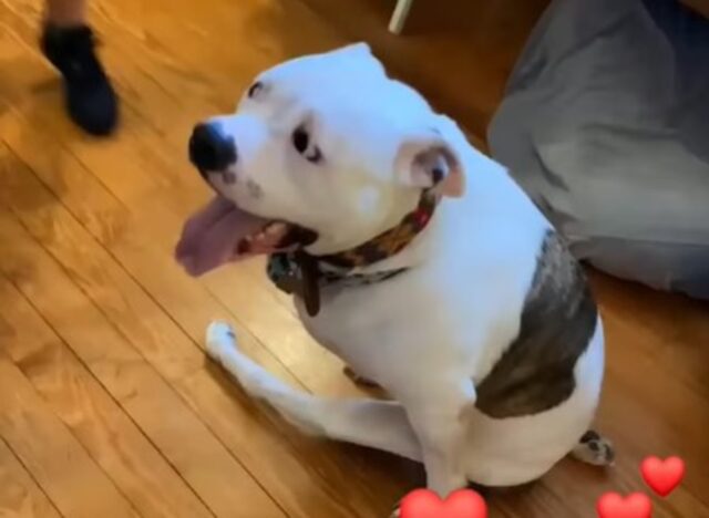 Un cucciolo di Pitbull disabile è felice di vivere la propria vita grazie ai genitori umani (VIDEO)