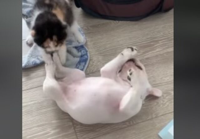 Cucciolo di Bulldog francese bianco gioca con il suo fratellino gatto (VIDEO)