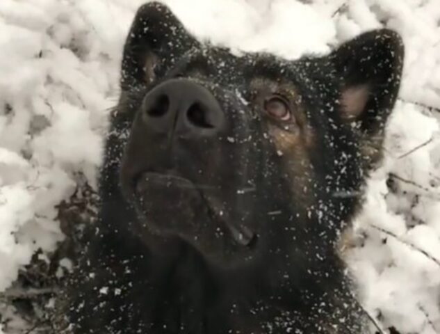 Un cucciolo di cane nero si emoziona dinanzi alla neve che cade (VIDEO)