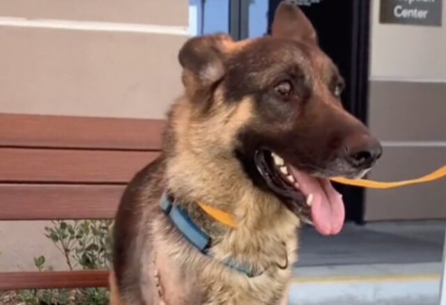 Il cucciolo di Pastore tedesco Kane ha trovato un umano uguale a lui e insieme si completano (VIDEO)