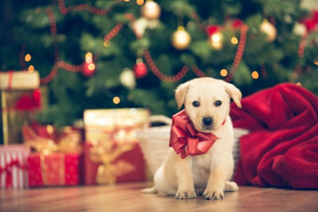 cane con fiocco regalo