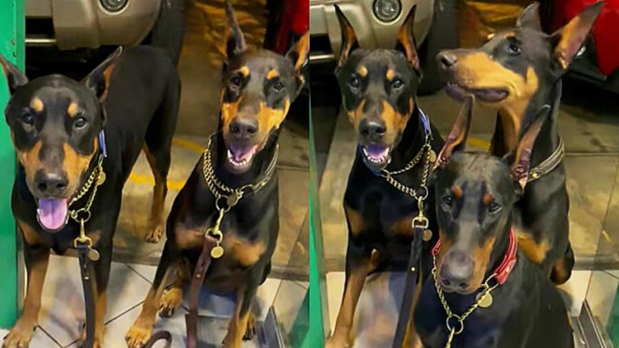 3 cani razza doberman