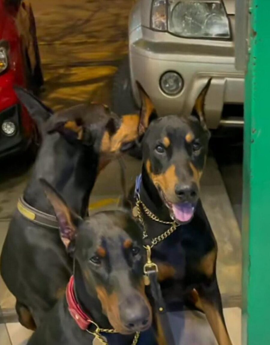 3 cani razza doberman