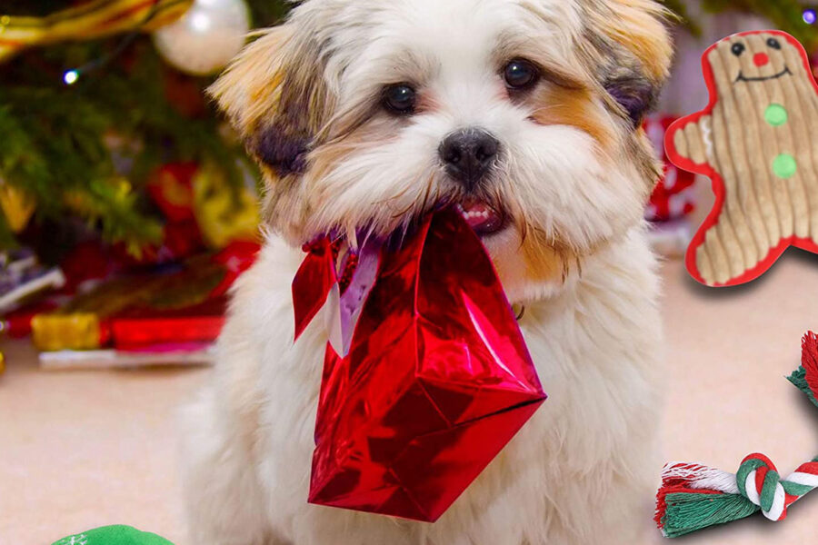 cane impaziente di aprire regalo 