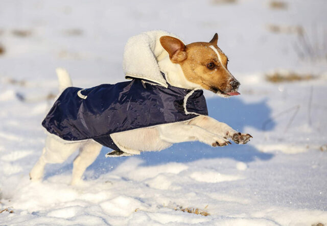 5 giubbotti invernali per cani, i più funzionali contro il freddo