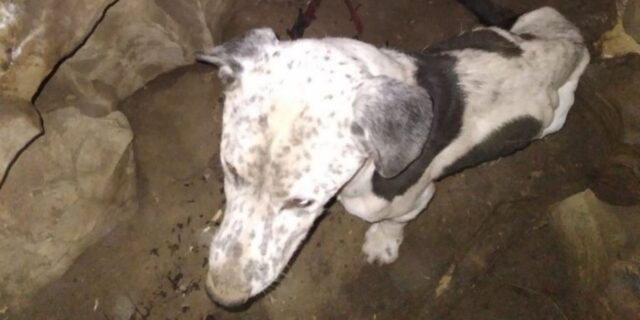 Cucciolo trovato in una grotta da un gruppo di amici: era lì intrappolato da due settimane