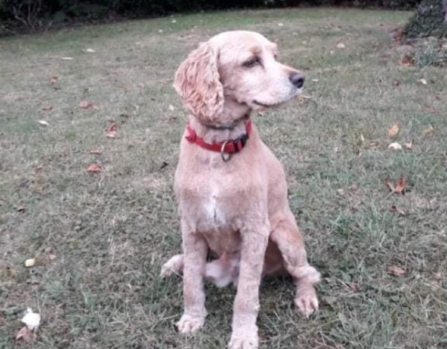 cane collare rosso targhetta