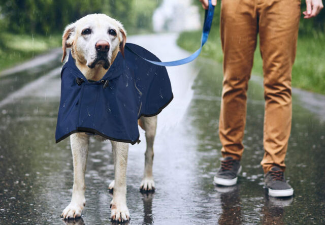 cane a passeggio con la pioggia