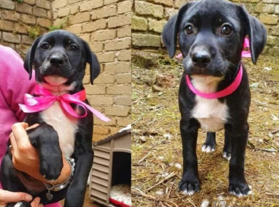 cagnolina minnie cucciola