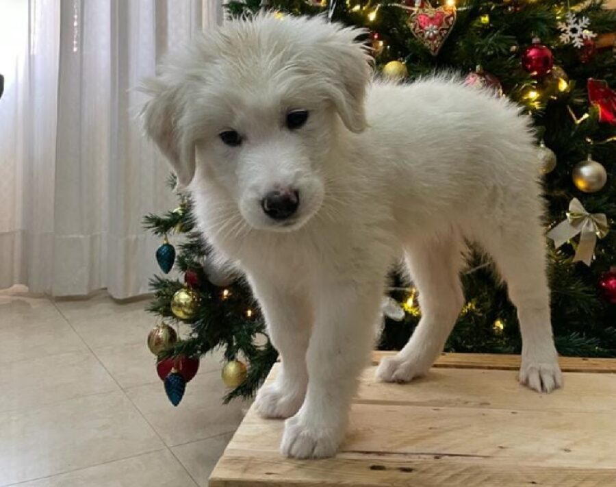 cane simba davanti albero di natale