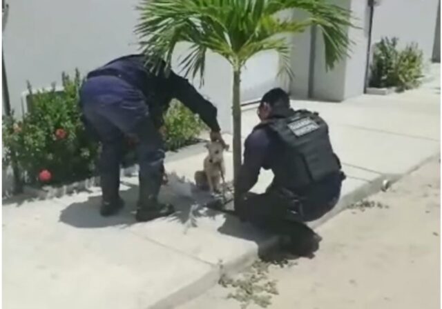 Cucciola di cane viene avvicinata da due poliziotti e si sente colpevole