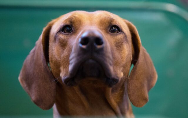 5 libri che parlano di cani da regalare, i più completi