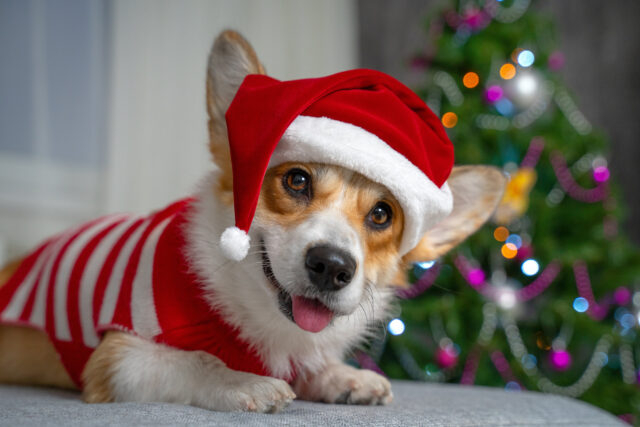 5 libri sui cani da regalare a Natale, le immagini più dolci