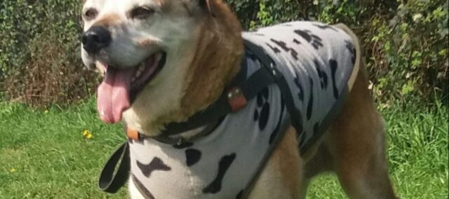 Don Luis Apolo: il cane più amato di Osorno ha un ambulatorio veterinario comunale intitolato a lui