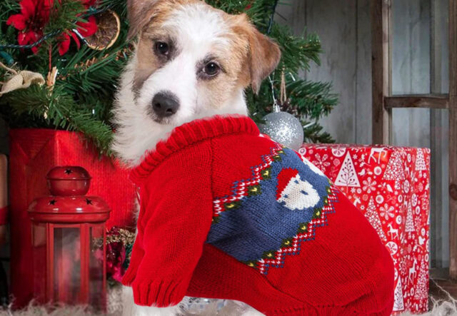 cane con maglione natalizio